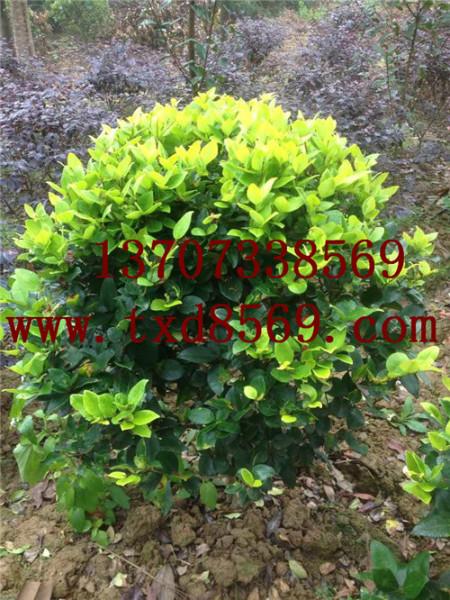 供應(yīng)湯璇德女貞球羅漢松樹女貞柱13707338569