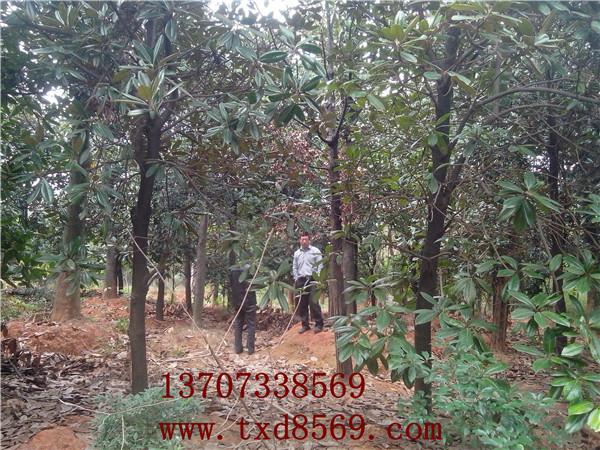 供應廣玉蘭價格湖南湯璇德桂花基地瀏陽苗木價格廣玉蘭樹