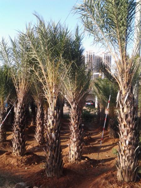 湖南綠化苗木海藻圖片