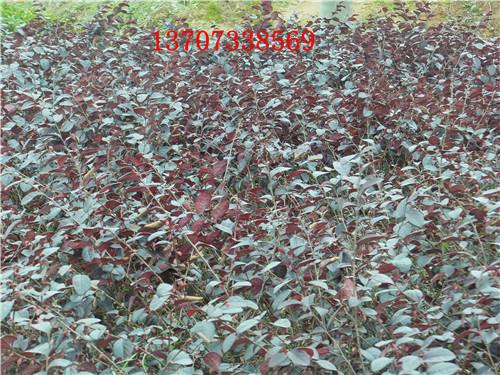 供應哪里的紅繼木*湖南湯璇德基地13707338569