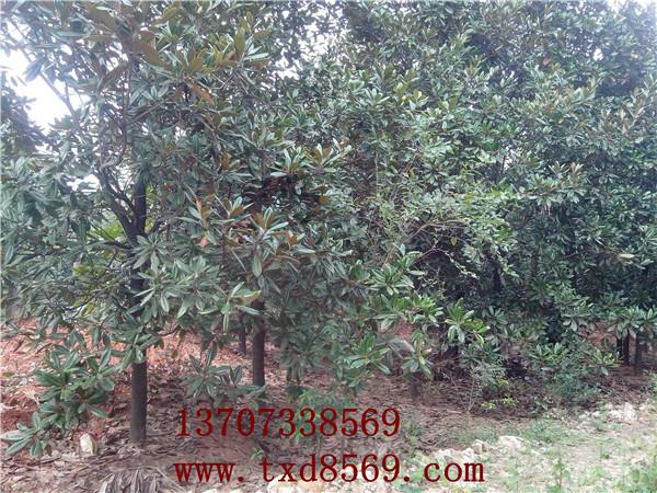 供應(yīng)廣玉蘭大樹湖南*30公分全冠廣玉蘭13707338569