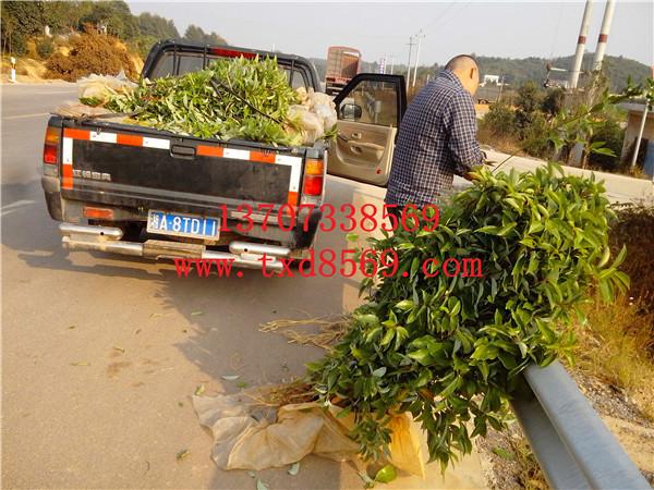 供應(yīng)柏加小苗湖南小苗香樟小苗湯璇德綠化小苗特價(jià) 預(yù)購(gòu)