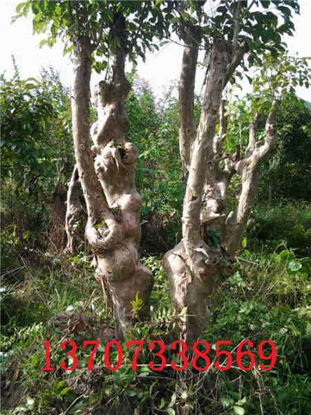 古樹樁圖片/古樹樁樣板圖 (2)