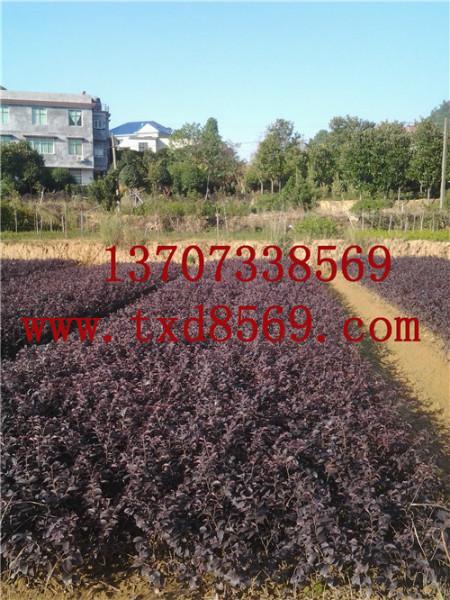 2013.12.湖南紅花繼木熱銷中圖片