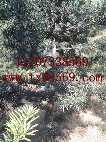 供應(yīng)湖南璇豐苗圃綠化苗木羅漢松13707338569
