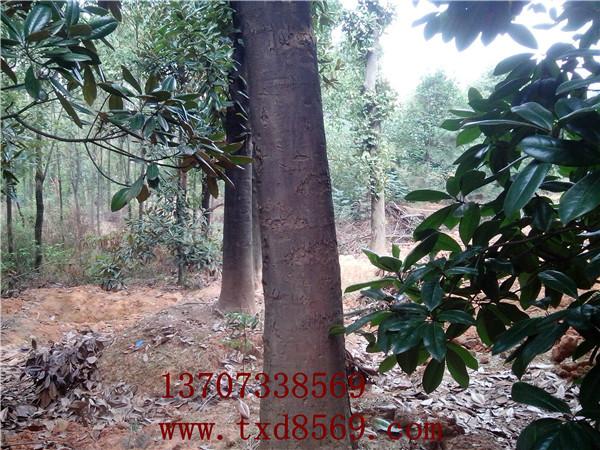 供應(yīng)廣玉蘭大樹湖南*30公分全冠廣玉蘭13707338569