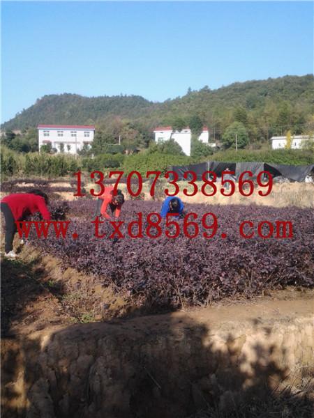 供應(yīng)2013.12.湖南紅花繼木熱銷中13707338569