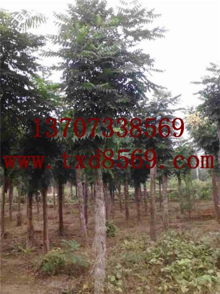 供應(yīng)湖南大樹湖南大樹價(jià)格湯璇德苗木基地桂花香樟羅漢松紅花繼木