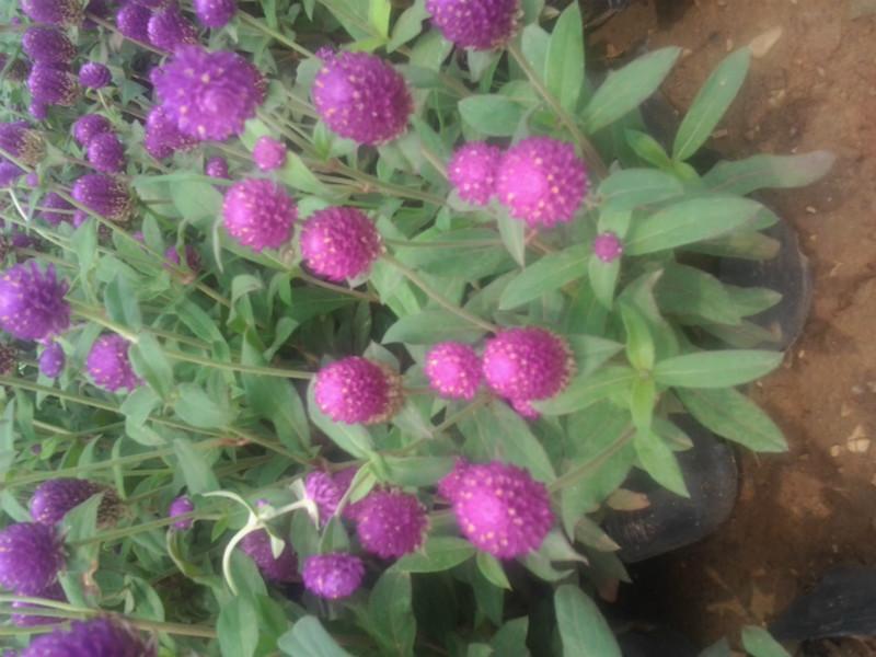 供應草花營養(yǎng)盆栽13707338569