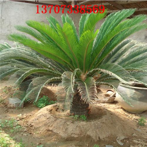 供應(yīng)瀏陽鐵樹基地湯璇德鐵樹批發(fā)13707338569