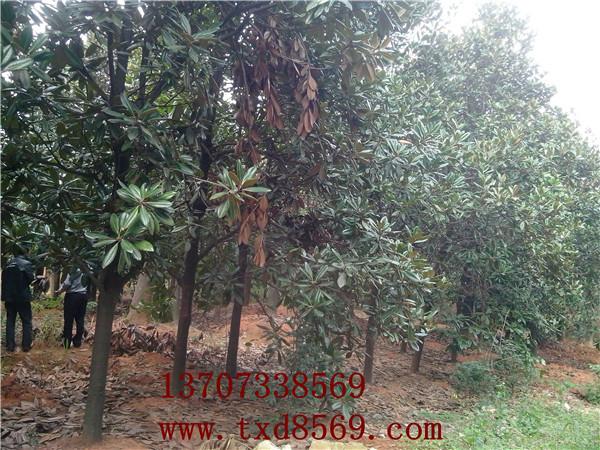 供應(yīng)廣玉蘭大樹湖南*30公分全冠廣玉蘭13707338569