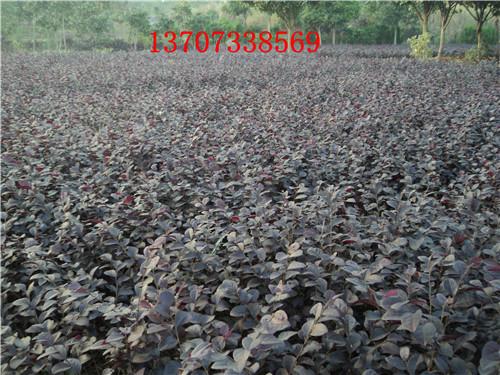 紅花繼木圖片/紅花繼木樣板圖 (3)