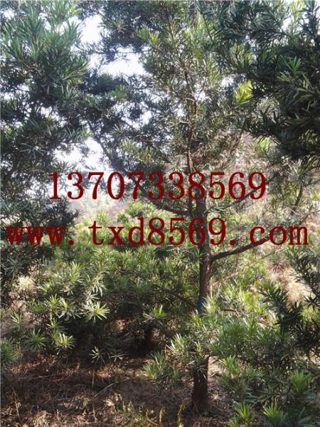 湖南璇豐苗圃綠化苗木羅漢松圖片