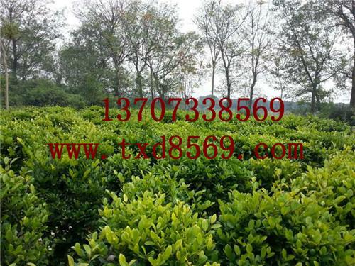 供應(yīng)湯璇德女貞球羅漢松樹女貞柱13707338569