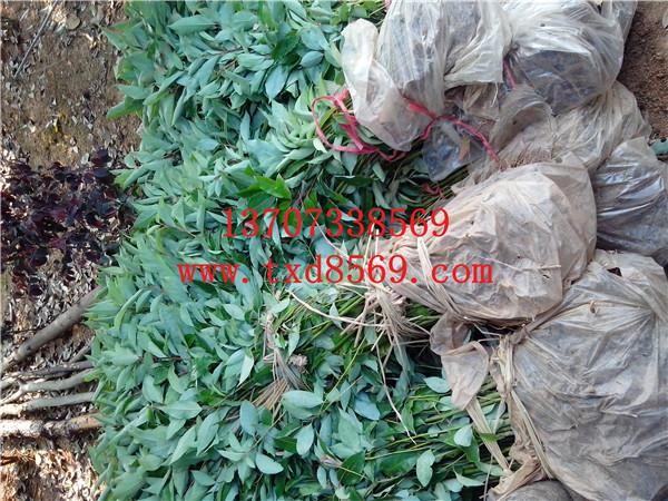 供應(yīng)柏加小苗湖南小苗香樟小苗湯璇德綠化小苗特價(jià) 預(yù)購(gòu)