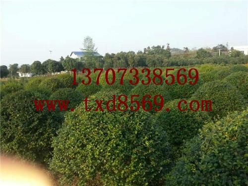 供應(yīng)湯璇德女貞球羅漢松樹女貞柱13707338569