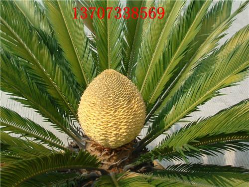 供應(yīng)瀏陽鐵樹基地湯璇德鐵樹批發(fā)13707338569