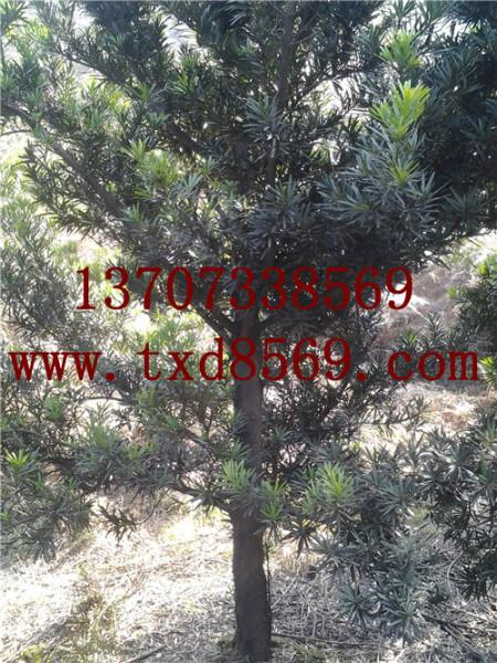 供應(yīng)湖南璇豐苗圃綠化苗木羅漢松13707338569