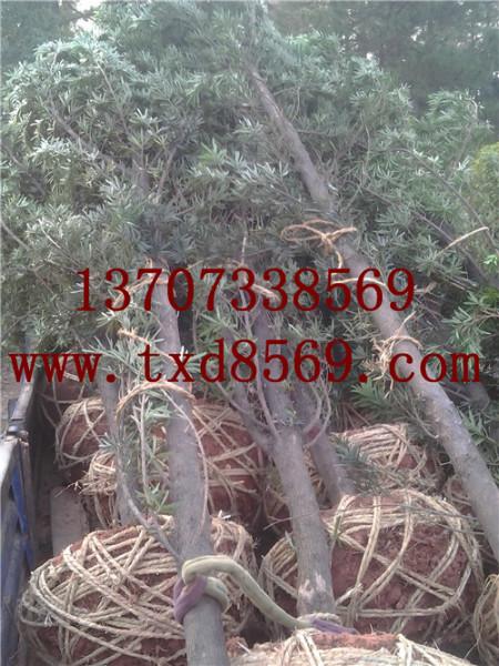 供應(yīng)湖南苗木/8公分羅漢松樹13707338569