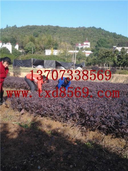 供應(yīng)2013.12.湖南紅花繼木熱銷中13707338569