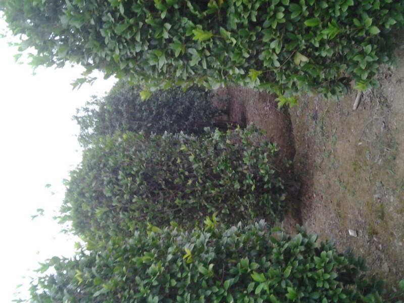 湖南在線造型樹湖南造型桂花柱圖片