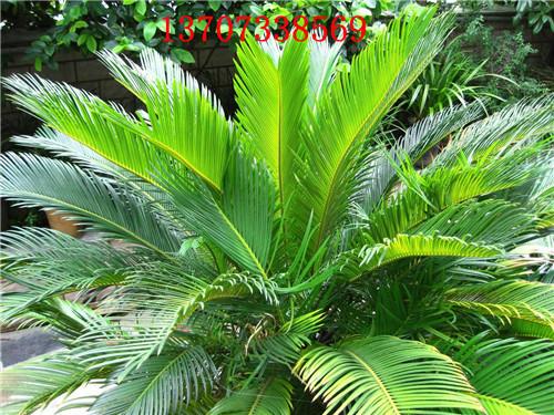 供應(yīng)湯璇德多頭鐵樹湖南鐵樹價(jià)格 湖南鐵樹批發(fā)