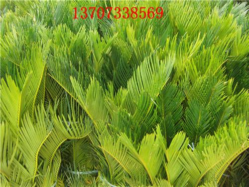 供應(yīng)瀏陽鐵樹基地湯璇德鐵樹批發(fā)13707338569