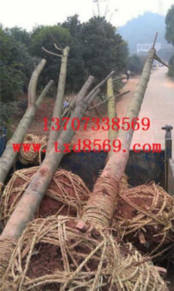 供應(yīng)湖南柳樹湖南茶花小苗湖南綠化苗木
