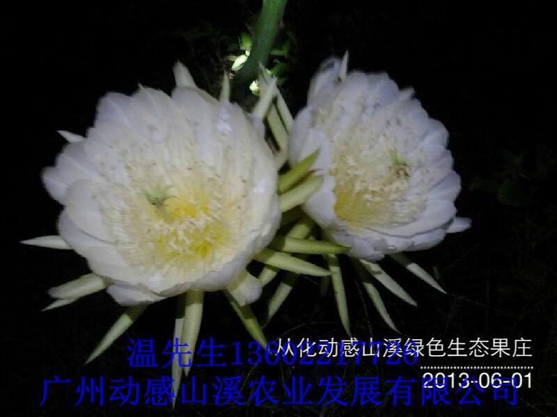 供應(yīng)火龍果新鮮上市-2014火龍果*批發(fā)價-*的火龍果批發(fā)市場