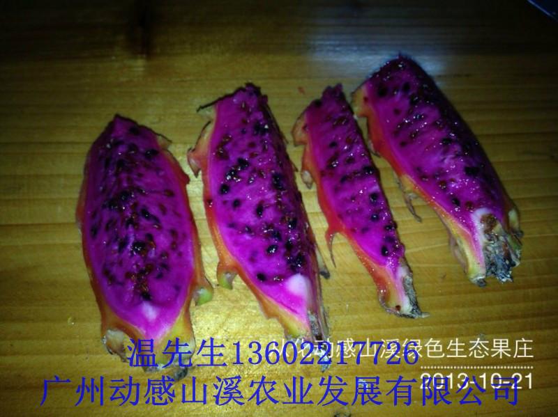 火龍果圖片/火龍果樣板圖 (2)