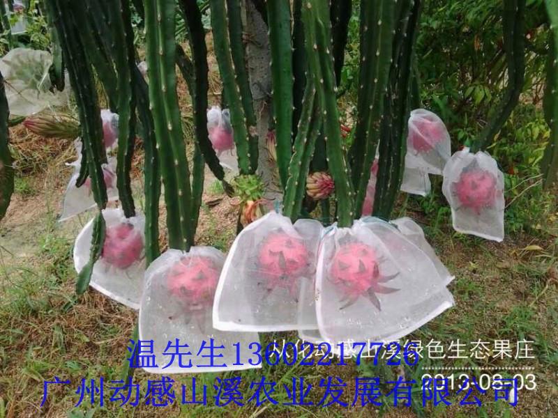 從化火龍果上市了嗎圖片