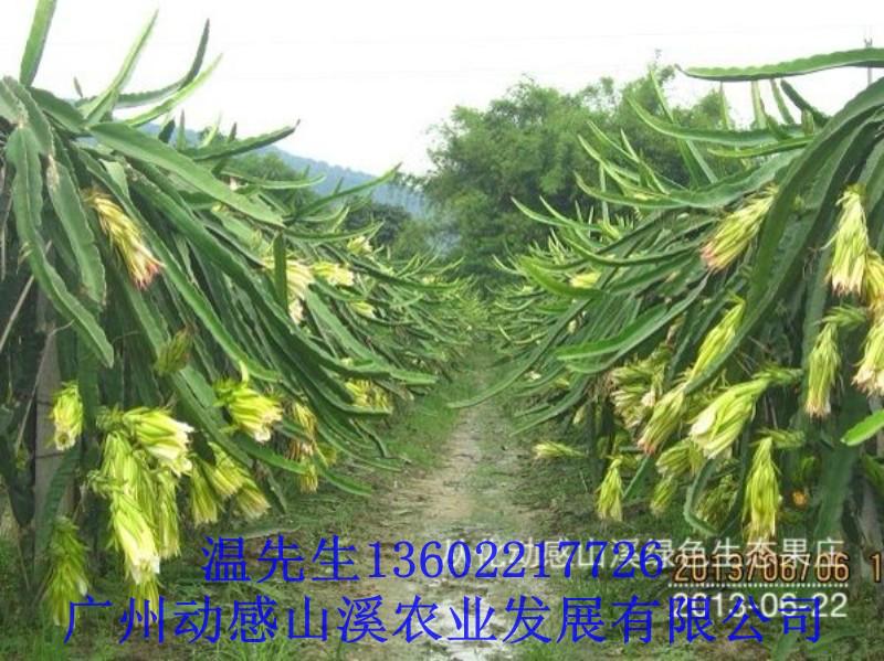 供應(yīng)從化火龍果苗批發(fā)商，從化火龍果苗批發(fā)價(jià)格，從化火龍果苗市場(chǎng)價(jià)