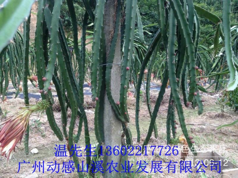供應(yīng)從化火龍果苗批發(fā)商，從化火龍果苗批發(fā)價(jià)格，從化火龍果苗市場(chǎng)價(jià)
