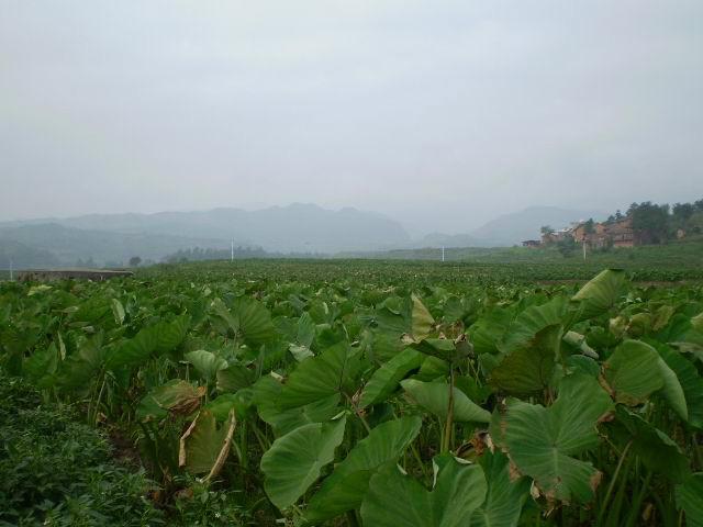 湖南省香芋产业发展规模图片