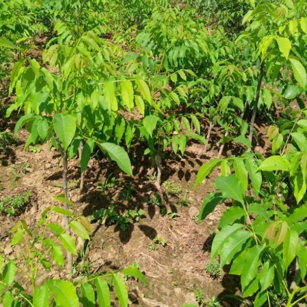 供應(yīng)淶水麻核桃嫁接文玩核桃樹苗