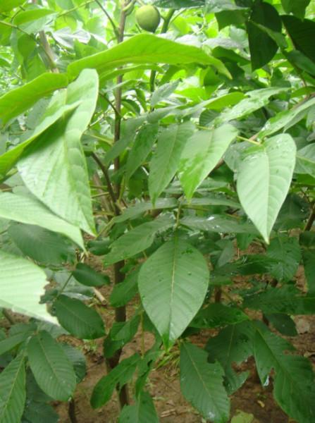 供應(yīng)麻核桃樹苗，文玩核桃獅子頭樹苗，淶水麻核桃成品樹