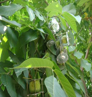 供應(yīng)淶水麻核桃嫁接文玩核桃樹苗