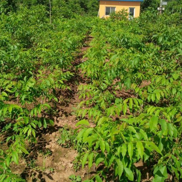 供應(yīng)麻核桃樹苗，文玩核桃獅子頭樹苗，淶水麻核桃成品樹