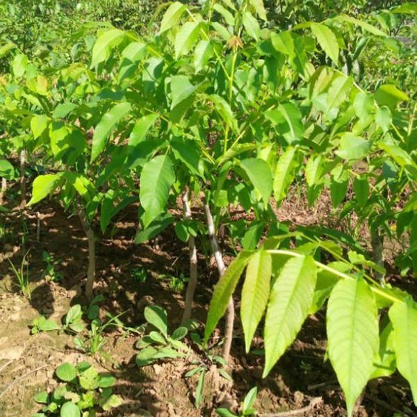 供应麻核桃树苗，文玩核桃狮子头树苗，涞水麻核桃成品树