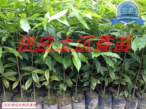 供應(yīng)沉香苗，沉香樹(shù)苗批發(fā)，廣東沉香苗圃基地