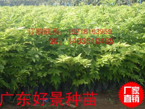批發(fā)黃花梨樹苗，海南黃花梨袋樹苗基地