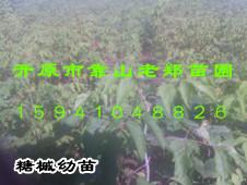 【东北连翘小苗】【连翘小苗价格】耐寒花灌木播种小苗【苗木种子】图片