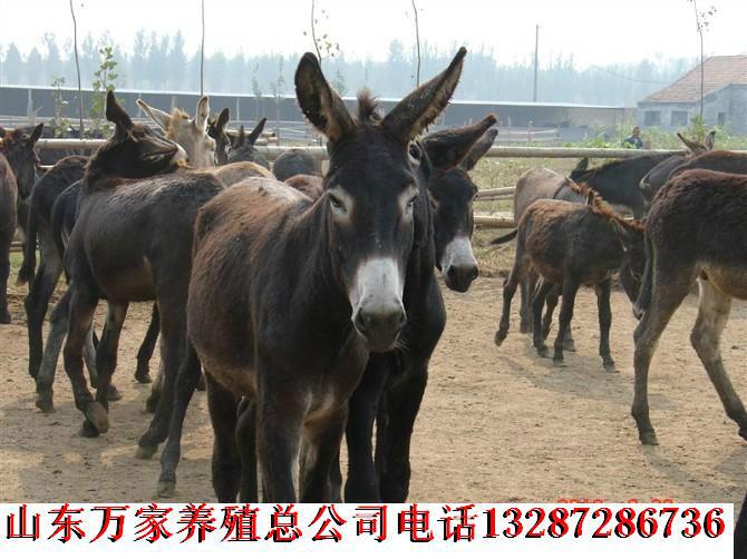 供應(yīng)養(yǎng)驢育肥技術(shù)養(yǎng)驢的成本與利潤(rùn)分析