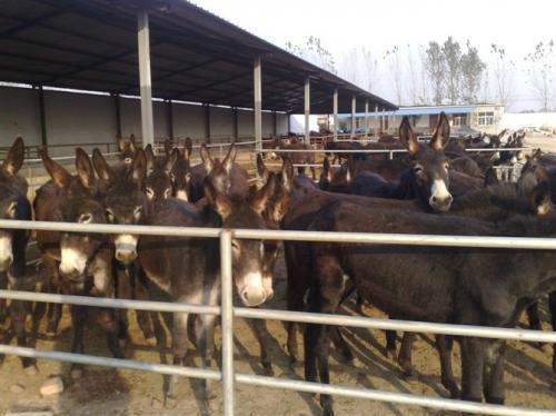 供應養(yǎng)驢掙錢嗎養(yǎng)驢利潤與成本分析 我想買驢