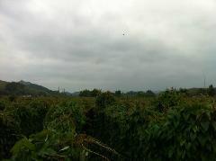 供應(yīng)茂名紫淮山/紫淮山種植基地*價(jià)格/紫淮山供應(yīng)商