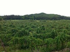 收購番禺紫淮山，紫淮山供應商，紫淮山報價