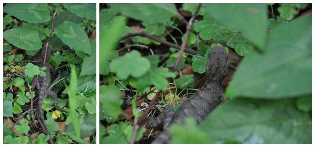 供應(yīng)有機(jī)種植紫淮山/大量供應(yīng)有機(jī)種植紫玉淮山/紫淮山紫山藥/