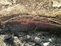 供應(yīng)廣州哪里批發(fā)紫淮山，廣州紫淮山多少錢