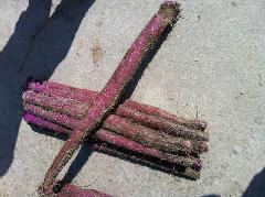 收購天津紫淮山，紫淮山批發(fā)價(jià)格，紫淮山經(jīng)銷商