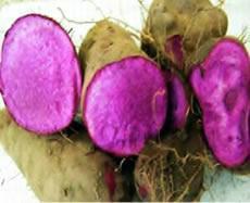 供應(yīng)有機(jī)種植紫淮山/大量供應(yīng)有機(jī)種植紫玉淮山/紫淮山紫山藥/